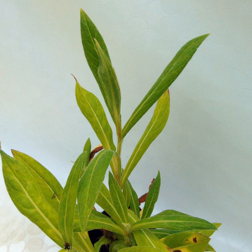 Centaurea montana Black Sprite (Follaje)