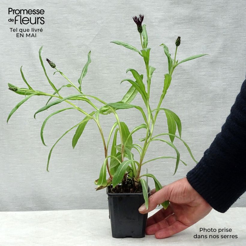 Centaurea montana Black Sprite Maceta de 8/9 cm Ejemplar entregado en la primavera