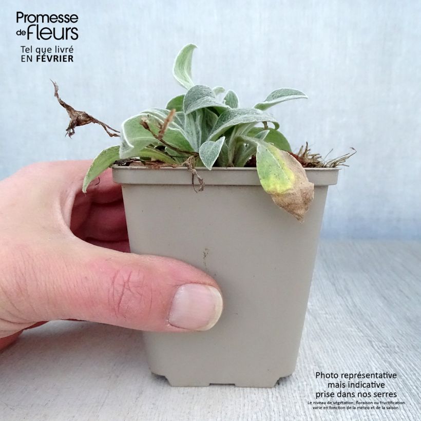 Centaurea montana Jordy Maceta de 8/9 cm Ejemplar entregado en invierno