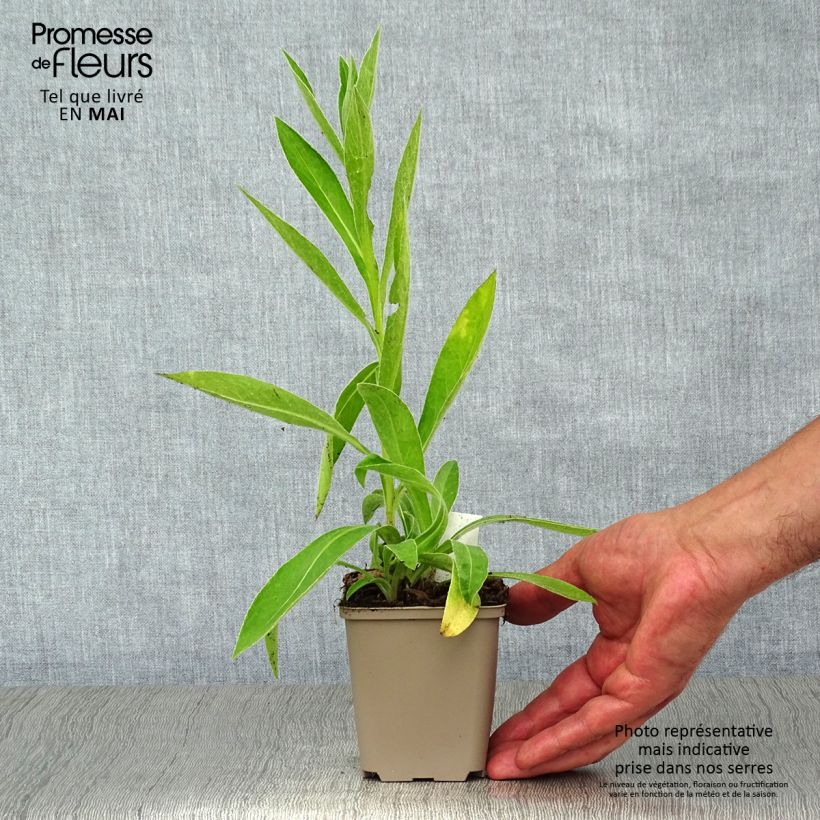 Centaurea montana Jordy Maceta de 8/9 cm Ejemplar entregado en la primavera