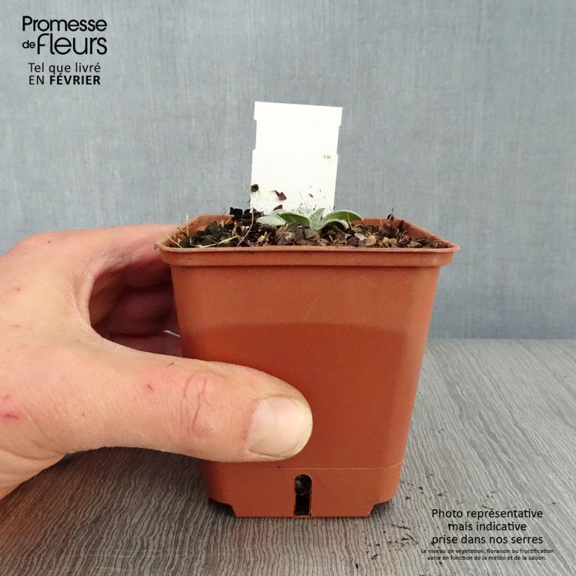 Centaurea montana Carnea Maceta de 8/9 cm Ejemplar entregado en invierno