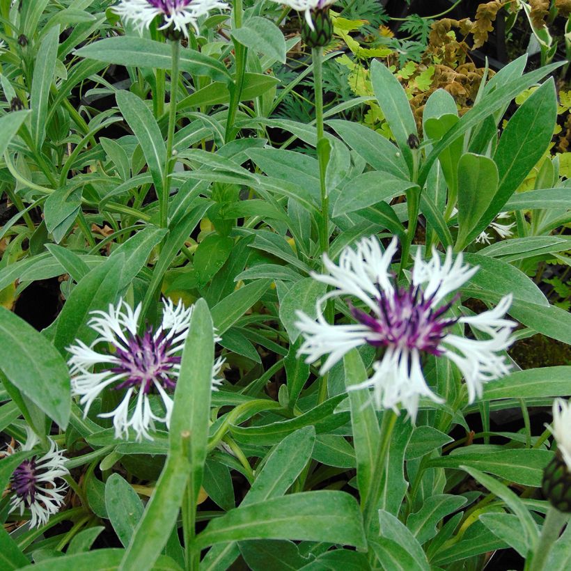 Centaurea montana Purple Heart (Follaje)