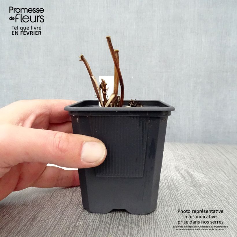 Macleaya cordata Flamingo Maceta de 8/9 cm Ejemplar entregado en invierno