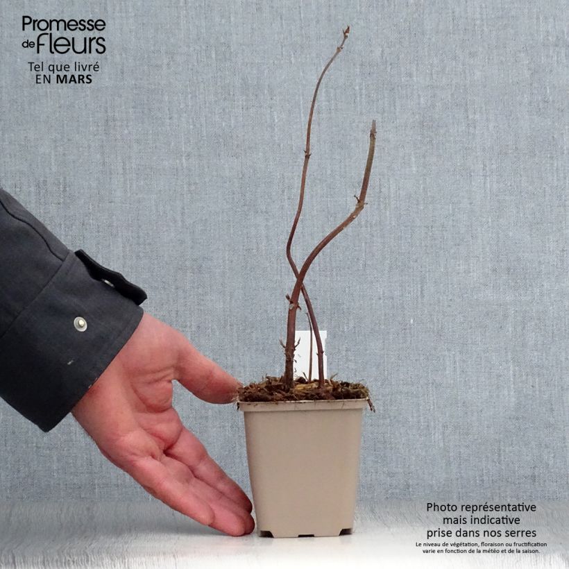 Boehmeria biloba - Ramio Maceta de 8/9 cm Ejemplar entregado en la primavera