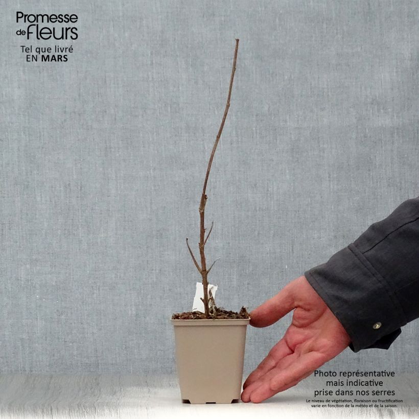 Boehmeria cylindrica - Ramio Maceta de 8/9 cm Ejemplar entregado en la primavera