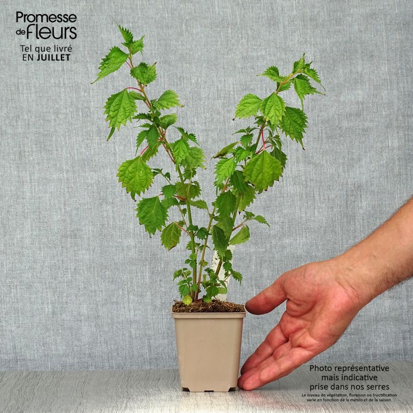 Ejemplar de Boehmeria spicata - Ramio Maceta de 8/9 cm entregado en verano
