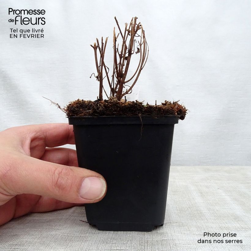 Boehmeria spicata - Ramio Maceta de 8/9 cm Ejemplar entregado en invierno