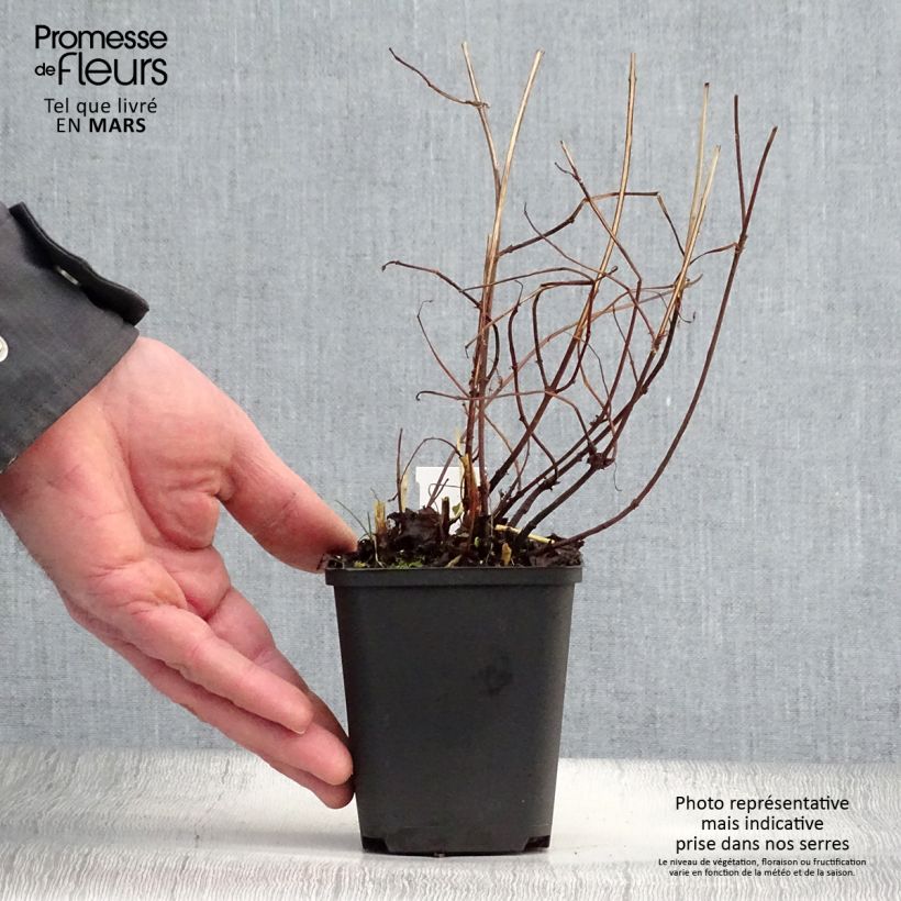 Boehmeria tricuspis - Ramio Maceta de 8/9 cm Ejemplar entregado en la primavera
