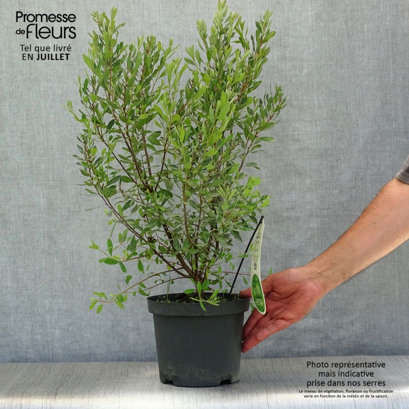 Ejemplar de Myrica gale - Mirto de Brabante Maceta 1,5L/2L entregado en verano