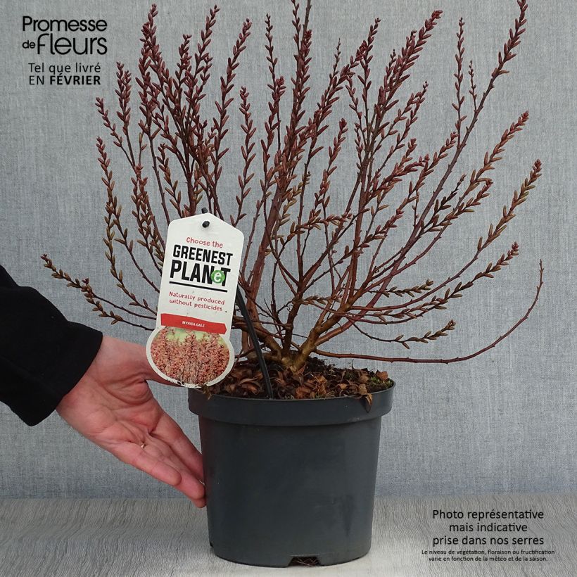 Myrica gale - Mirto de Brabante Maceta 2L/3L Ejemplar entregado en invierno