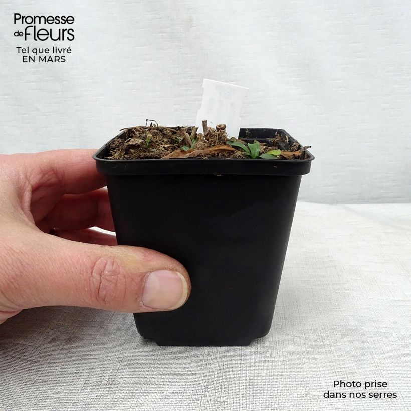 Boltonia asteroides Snowbank Maceta de 8/9 cm Ejemplar entregado en la primavera