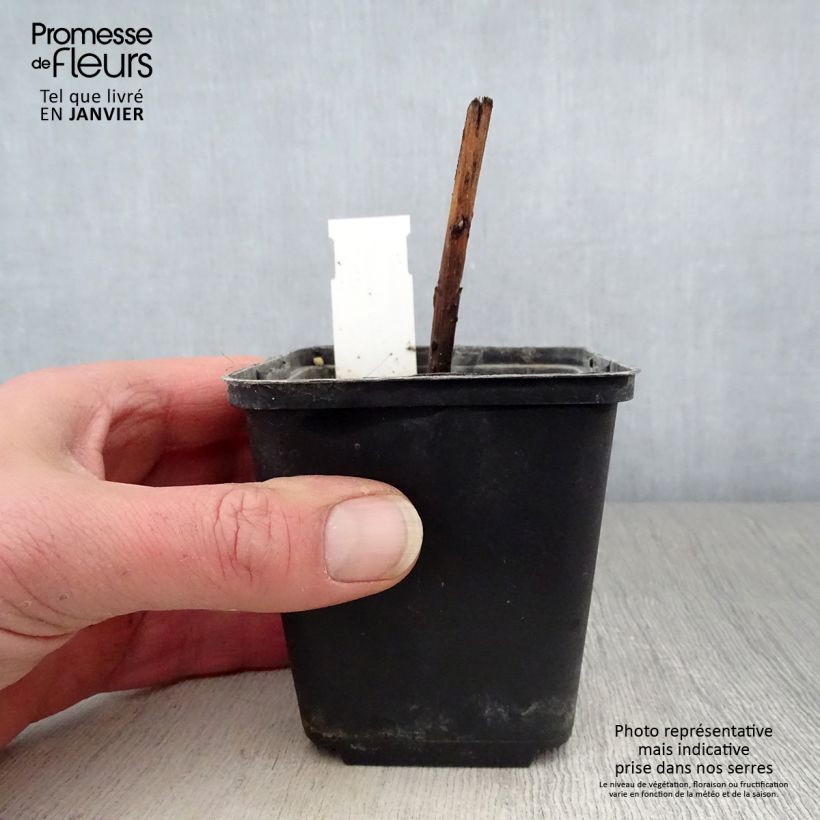 Boltonia asteroides Snowbank Maceta de 8/9 cm Ejemplar entregado en invierno