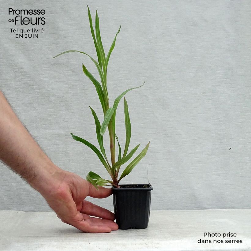 Ejemplar de Boltonia asteroides Latisquama Maceta de 8/9 cm entregado en verano