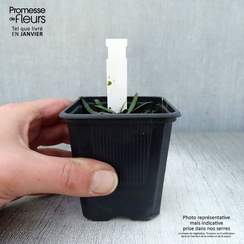 Boltonia asteroides Latisquama Maceta de 8/9 cm Ejemplar entregado en invierno