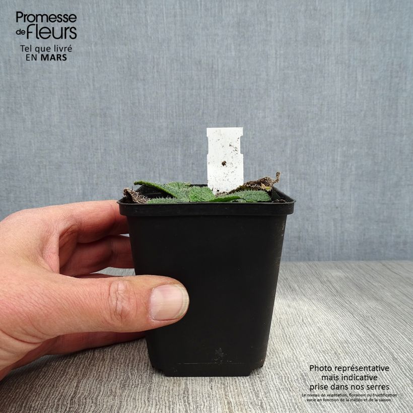 Borraja - Borago pygmaea Maceta de 8/9 cm Ejemplar entregado en la primavera