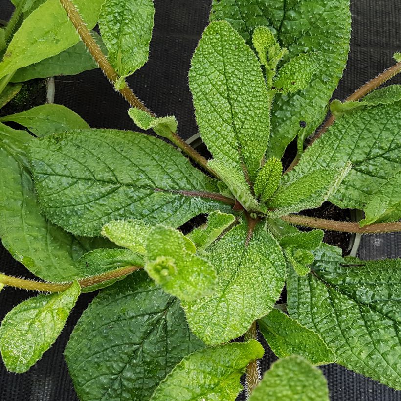 Borraja - Borago pygmaea (Follaje)