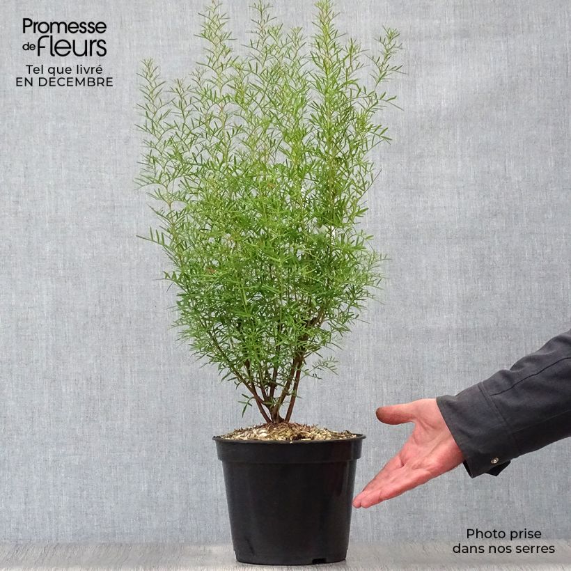 Boronia heterophylla Maceta 3L/4L Ejemplar entregado en invierno