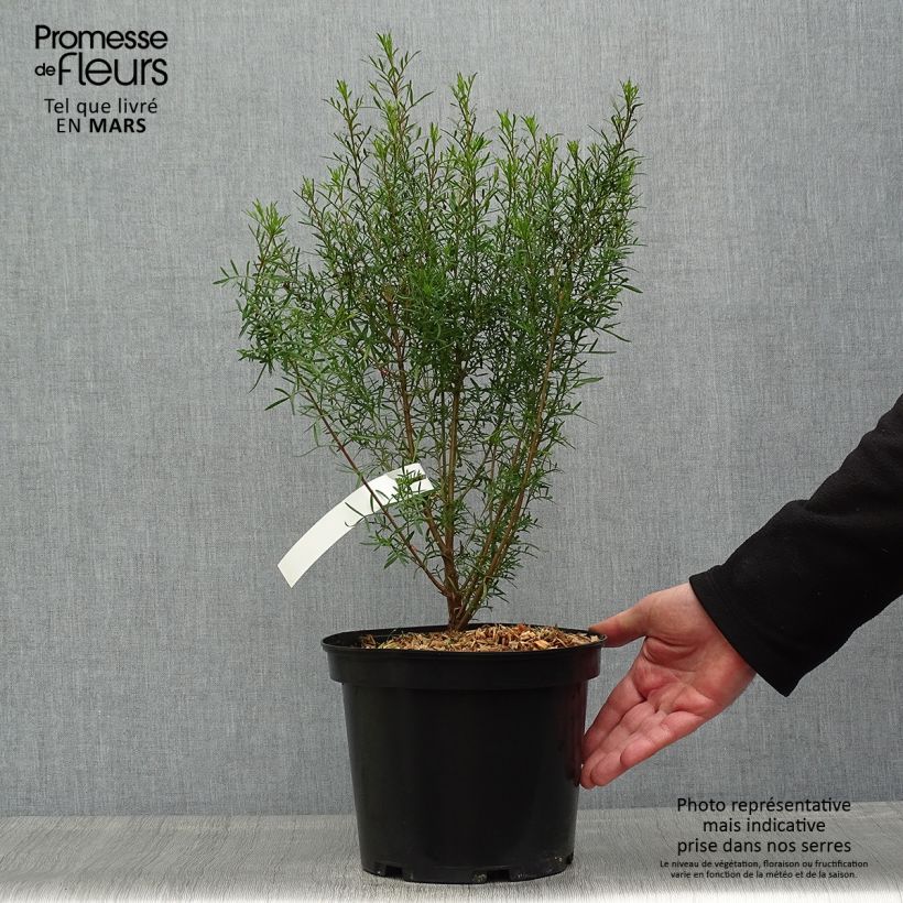 Boronia heterophylla Maceta 3L/4L Ejemplar entregado en la primavera