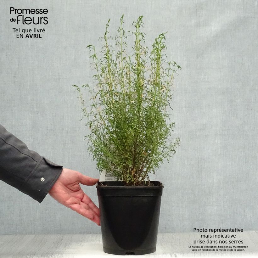 Boronia heterophylla Ice Charlotte Maceta 4L/5L Ejemplar entregado en la primavera