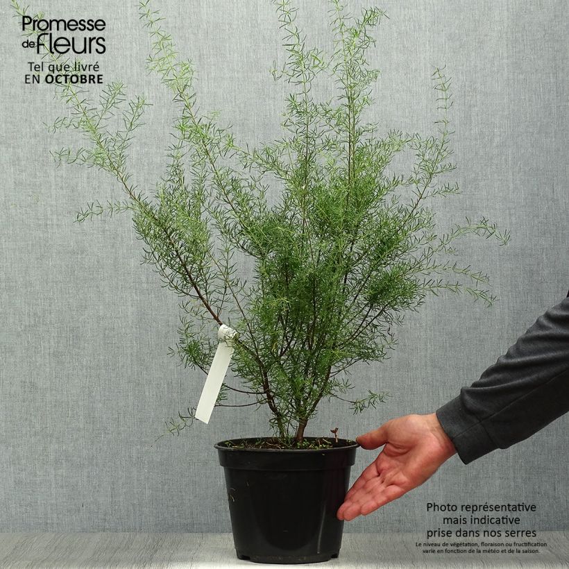 Ejemplar de Boronia megastigma Tui Maceta 4L/5L entregado en otoño