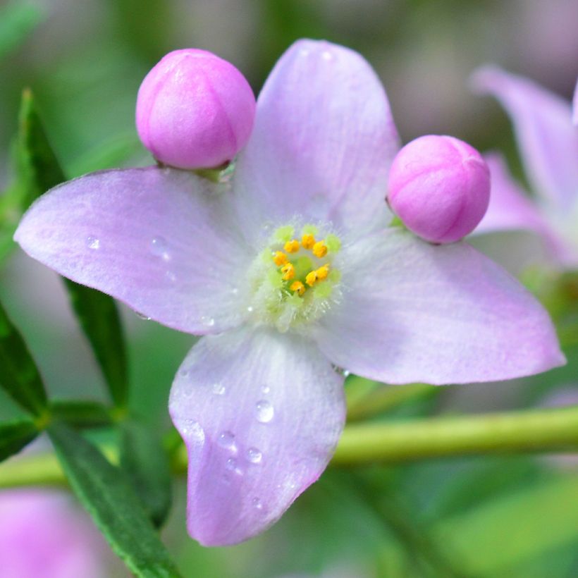 Boronia pinnata var. muelleri (Floración)