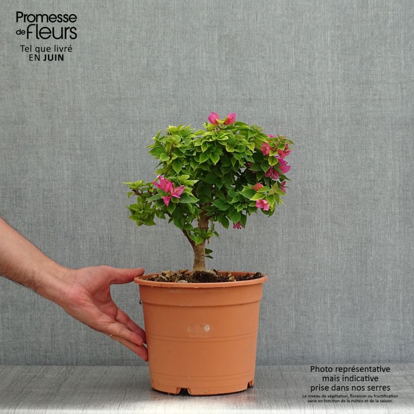 Buganvilla Mini Thaï Maceta 3L/4L Ejemplar entregado en la primavera