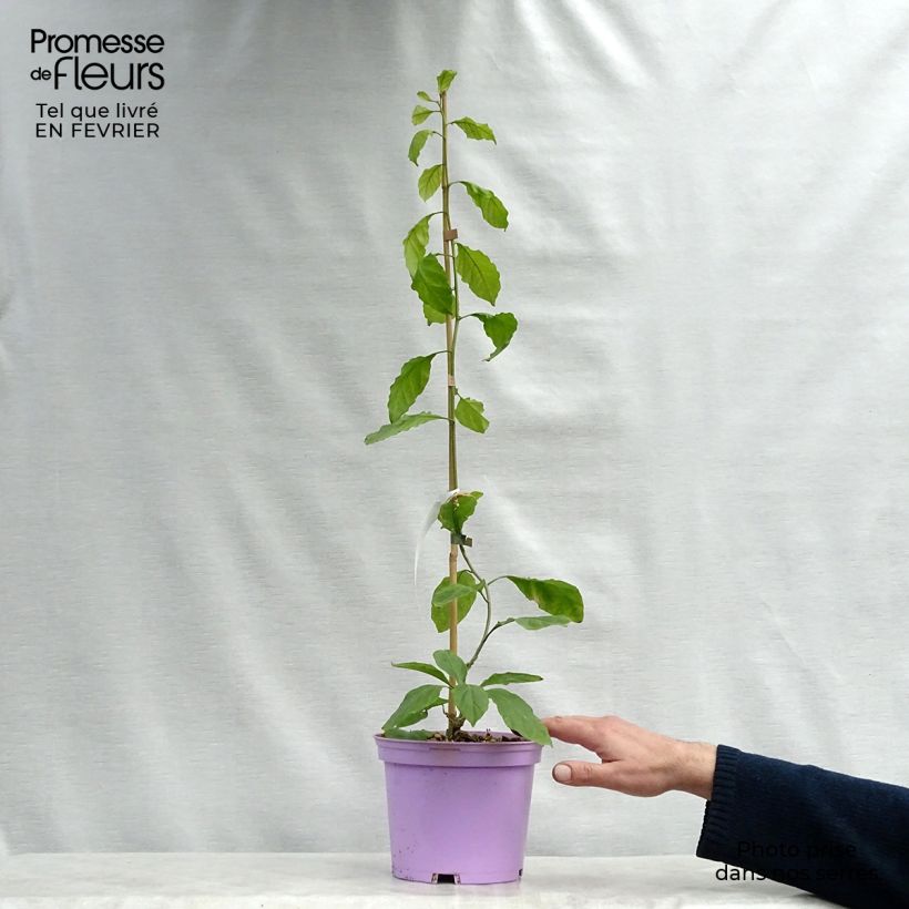 Buganvilla Violet de Mèze Maceta 3L/4L Ejemplar entregado en invierno