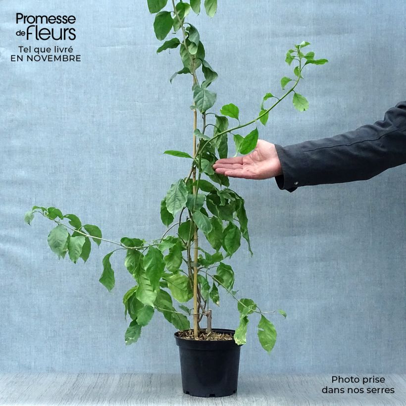 Ejemplar de Buganvilla Violet de Mèze Maceta 3L/4L entregado en otoño