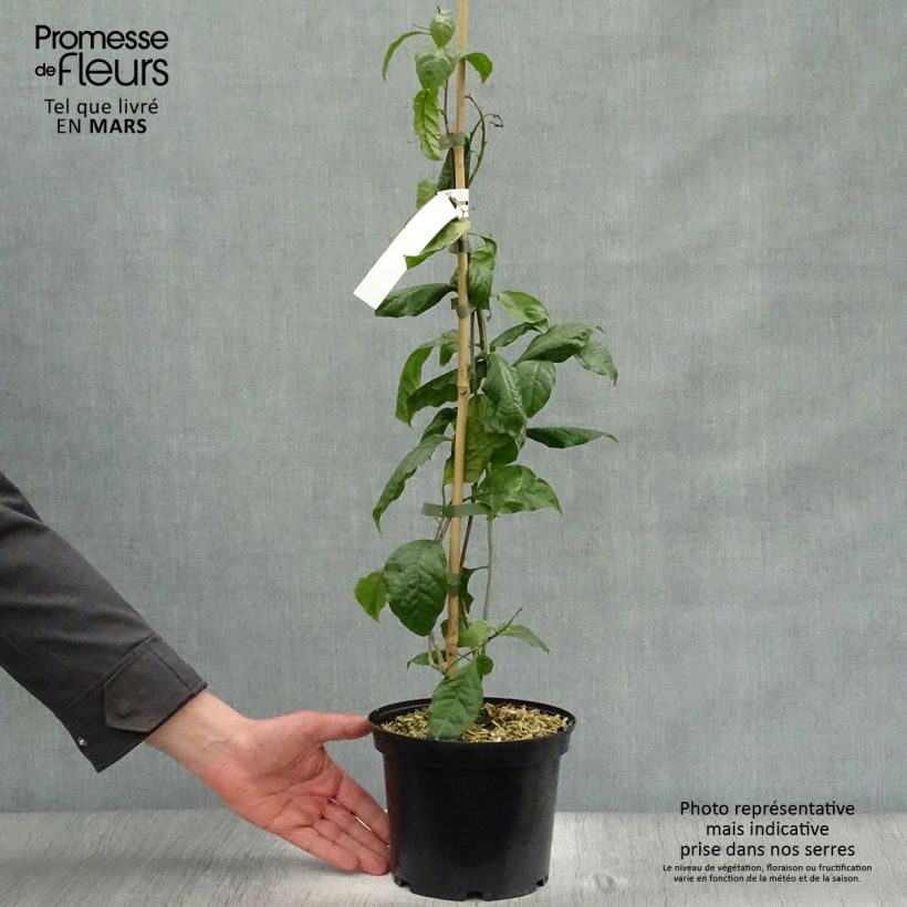 Buganvilla Violet de Mèze Maceta 3L/4L Ejemplar entregado en la primavera