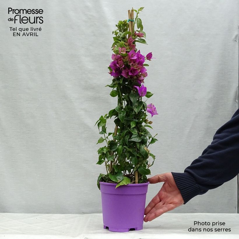 Bougainvillea glabra Sanderiana Maceta 2L/3L Ejemplar entregado en la primavera