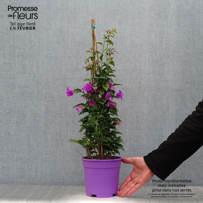 Bougainvillea glabra Sanderiana Maceta 2L/3L Ejemplar entregado en invierno