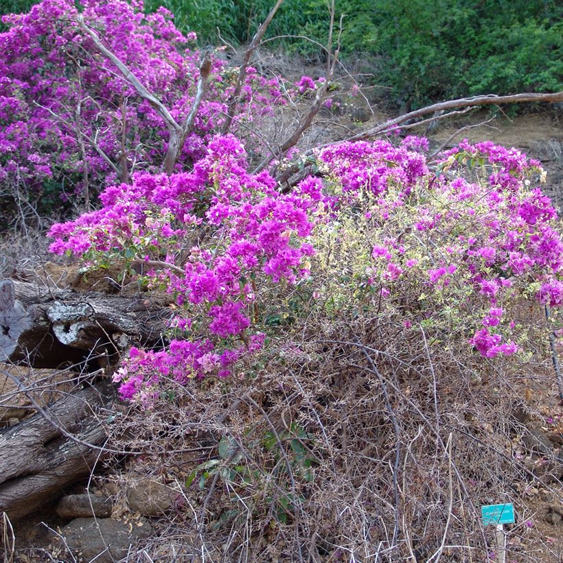 Buganvilla glabra Variegata (Porte)