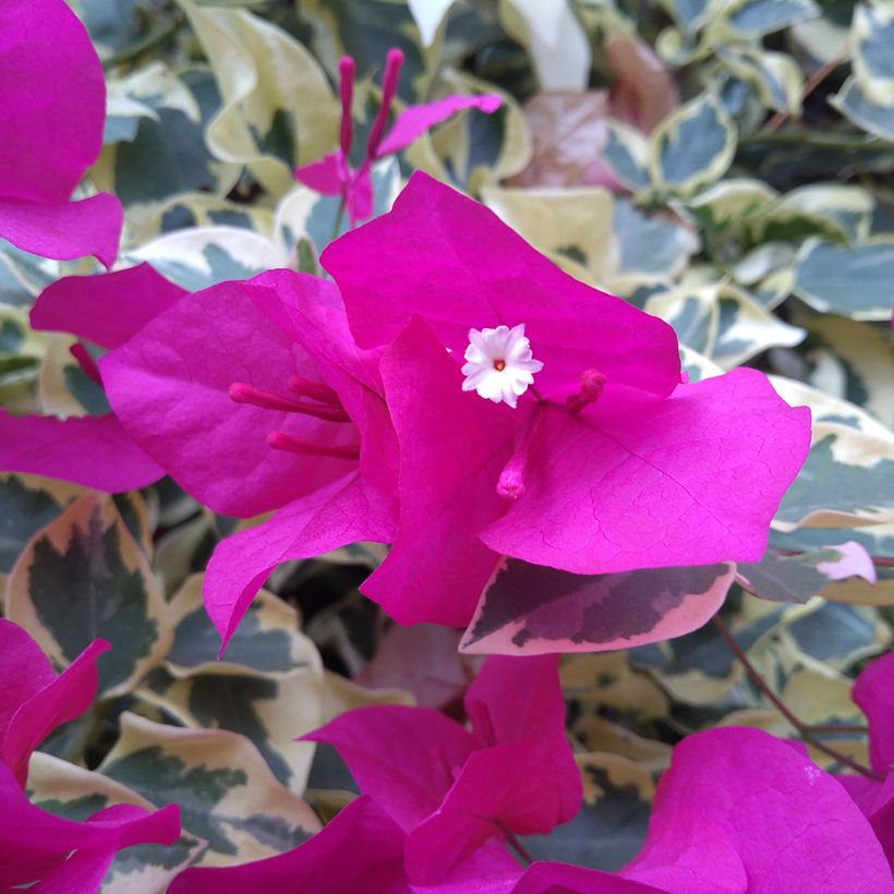 Buganvilla glabra Variegata (Floración)