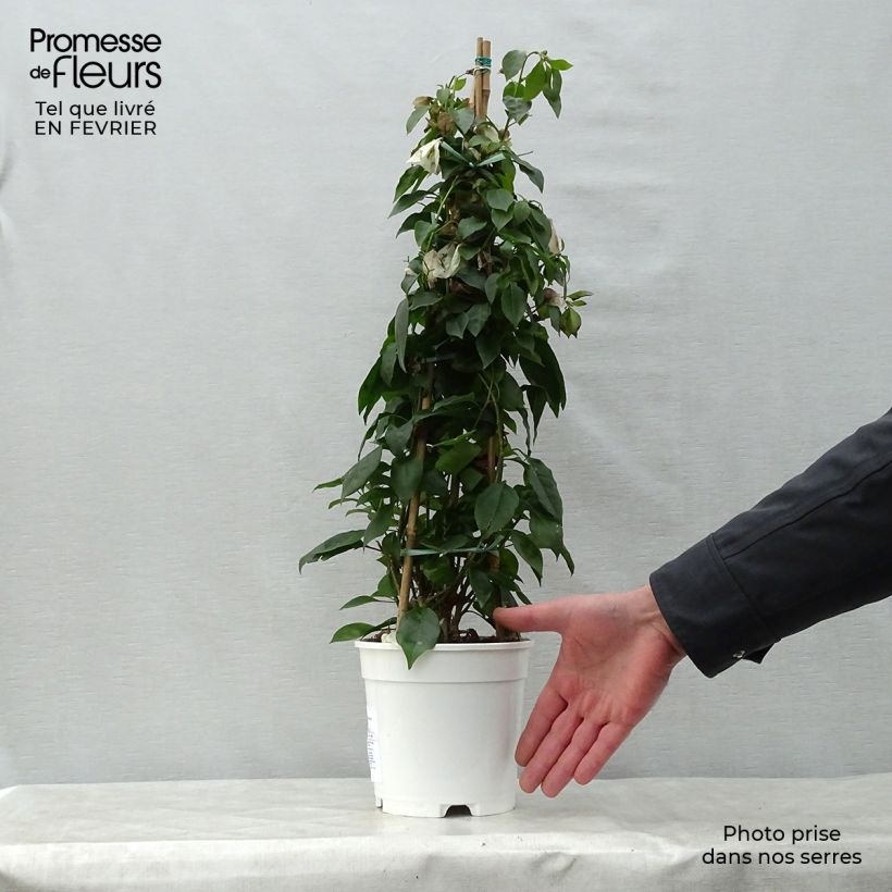 Buganvilla blanca - Bougainvillea spectabilis Maceta 2L/3L Ejemplar entregado en invierno