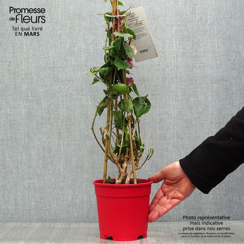 Buganvilla blanca - Bougainvillea spectabilis Maceta 2L/3L Ejemplar entregado en la primavera