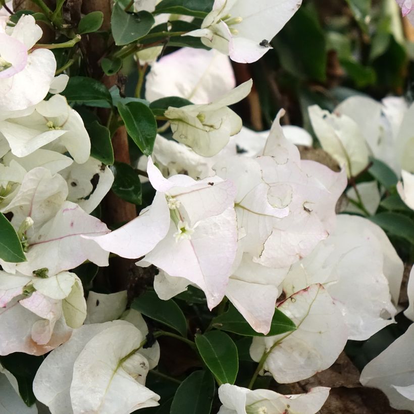 Buganvilla blanca - Bougainvillea spectabilis (Floración)