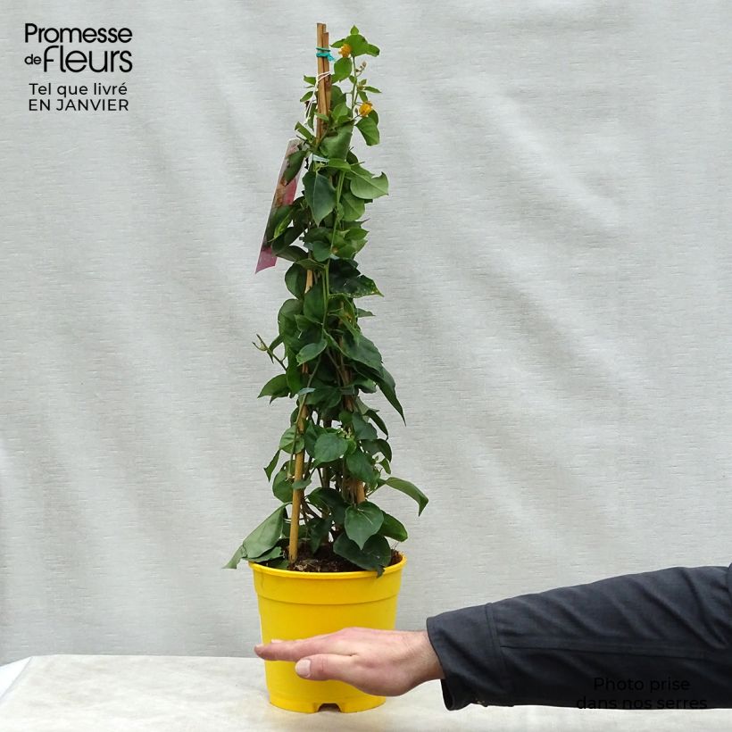 Buganvilla amarilla  - Bougainvillea spectabilis Maceta 2L/3L Ejemplar entregado en invierno