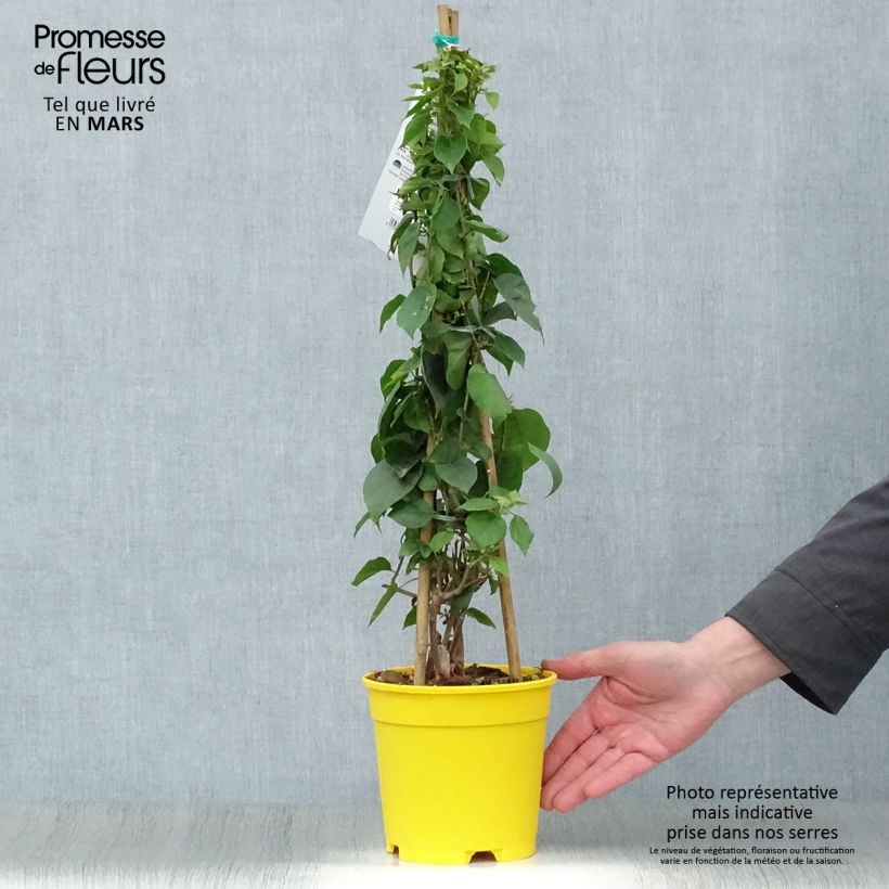 Buganvilla amarilla  - Bougainvillea spectabilis Maceta 2L/3L Ejemplar entregado en la primavera