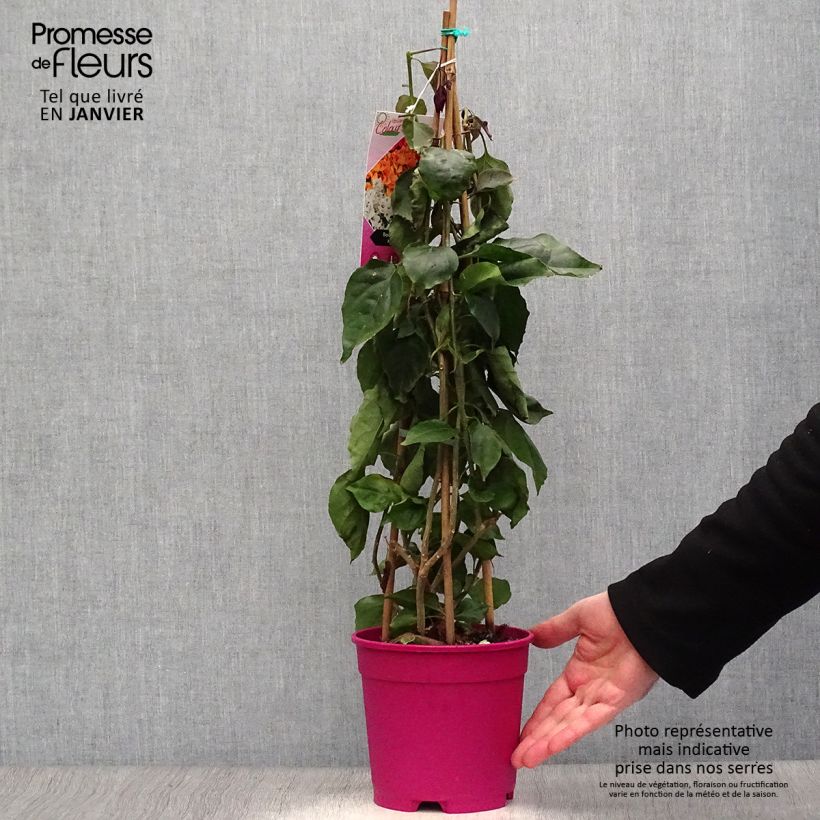 Buganvilla malva - Bougainvillea spectabilis Maceta 2L/3L Ejemplar entregado en invierno