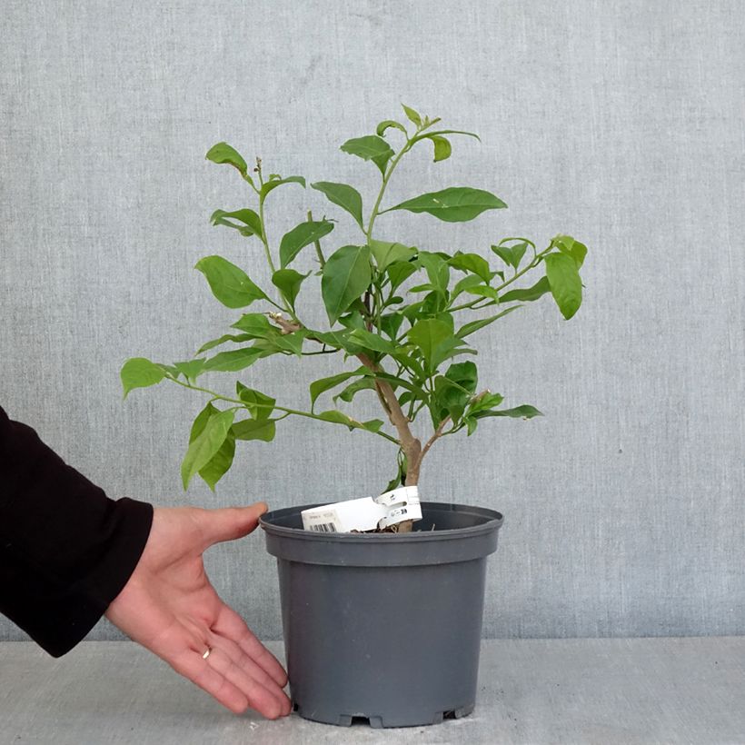 Buganvilla Violet de Mèze Maceta 3L/4L Ejemplar entregado en la primavera
