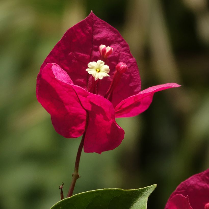Buganvilla rojo oscuro - Bougainvillea spectabilis (Floración)