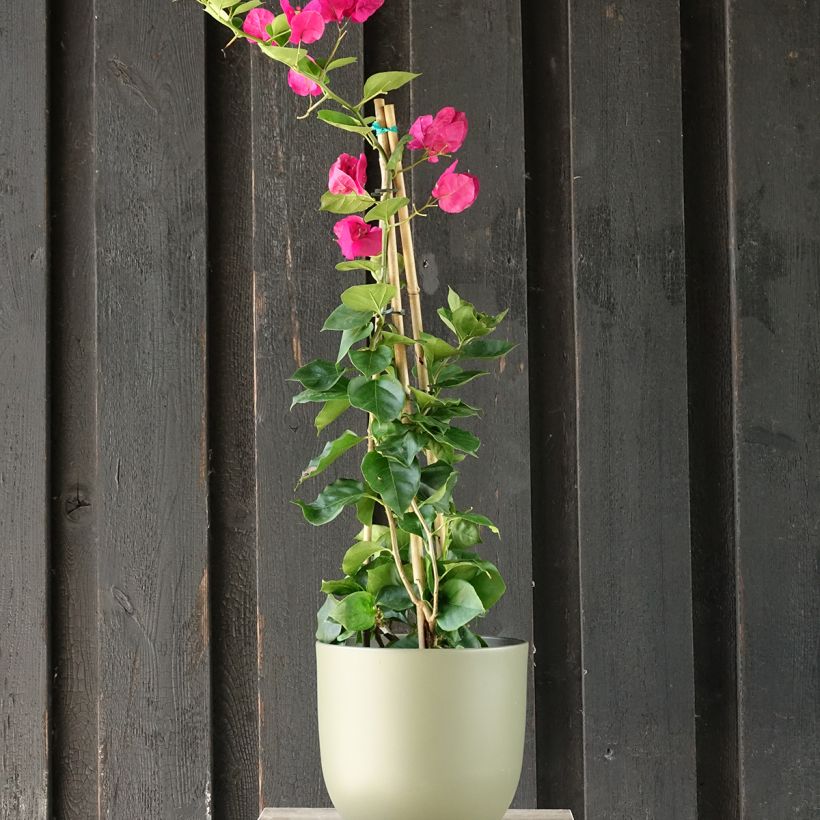 Buganvilla rojo oscuro - Bougainvillea spectabilis (Porte)