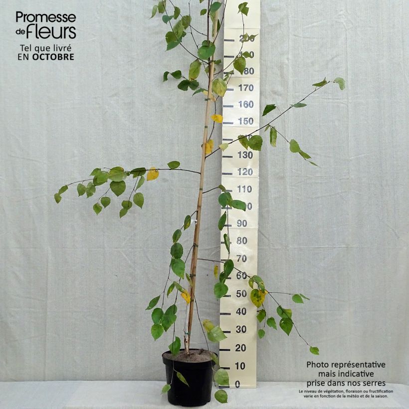Ejemplar de Abedul del Himalaya jacquemontii Maceta 4L/5L entregado en otoño