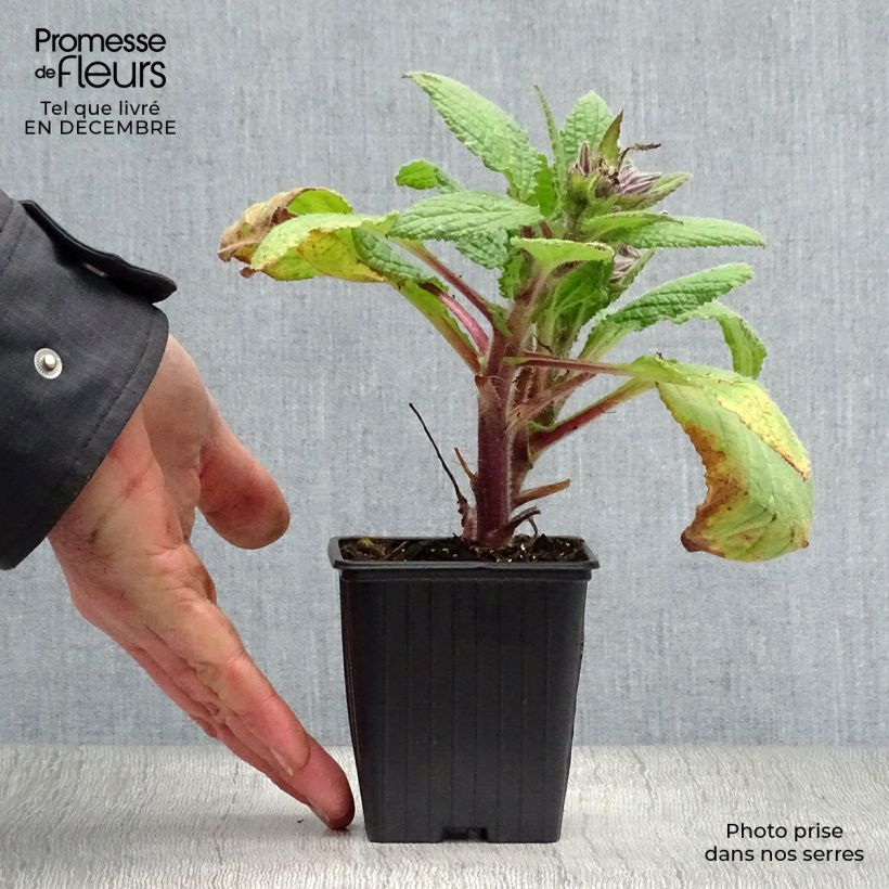 Borraja - Borago officinalis Maceta de 7/8 cm Ejemplar entregado en invierno