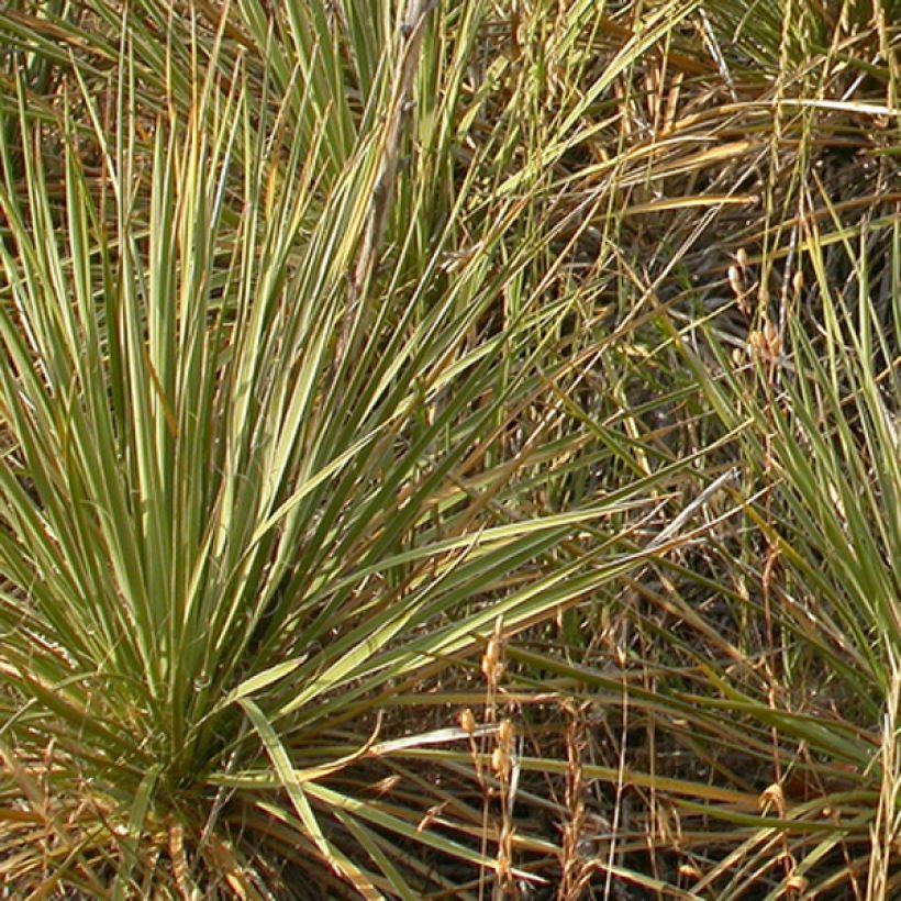 Bouteloua curtipendula - Banderilla (Follaje)