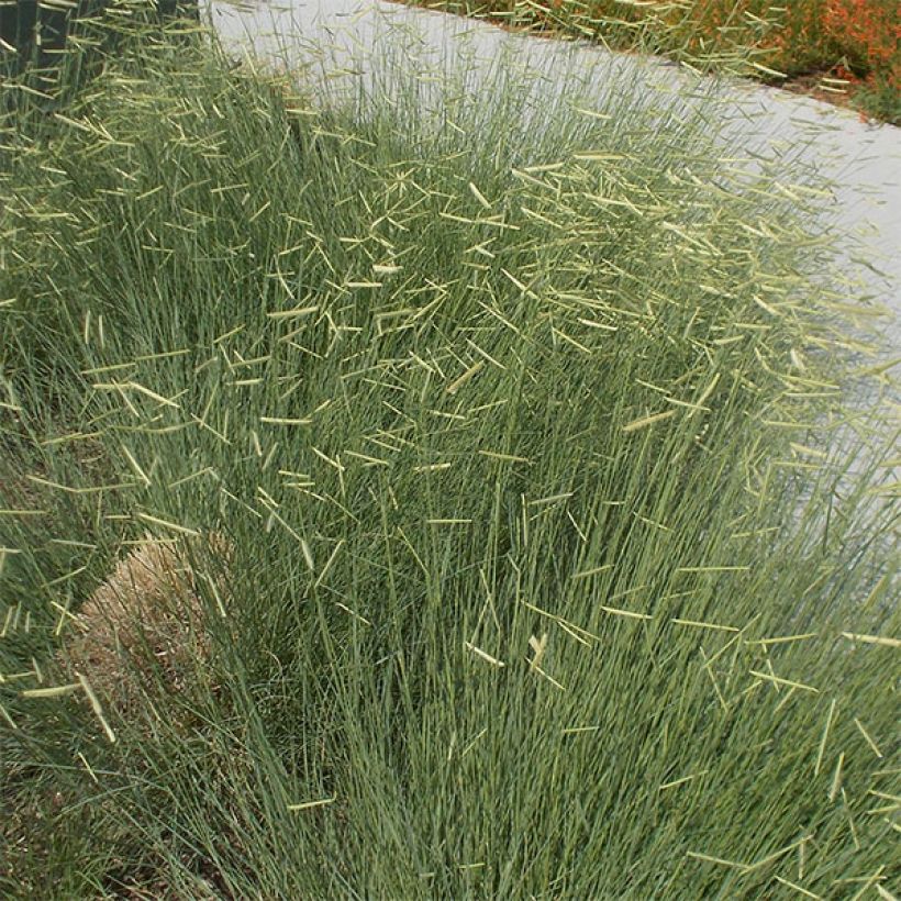 Bouteloua gracilis - Grama azul (Porte)