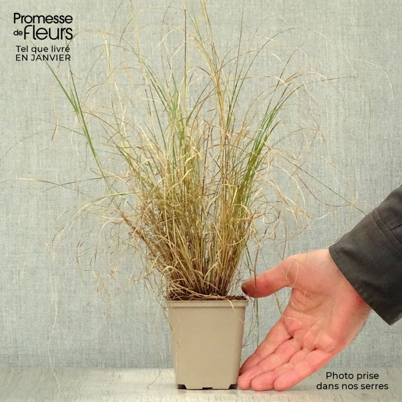 Bouteloua gracilis - Grama azul Maceta de 8/9 cm Ejemplar entregado en invierno