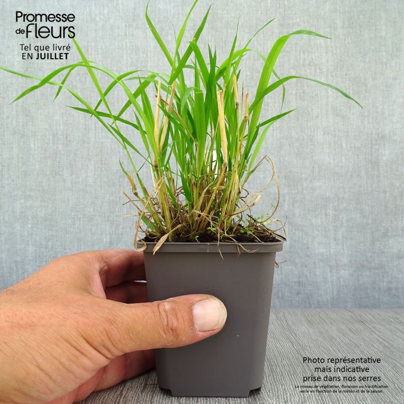 Ejemplar de Brachypodium sylvaticum - Pasto de monte Maceta de 8/9 cm entregado en verano