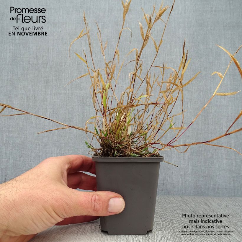 Ejemplar de Brachypodium sylvaticum - Pasto de monte Maceta de 8/9 cm entregado en otoño