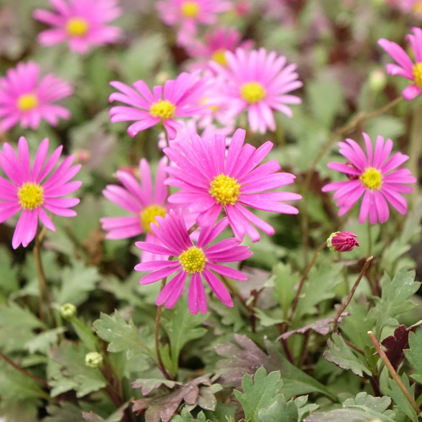 Brachyscome Fresco™ Bright Pink (Floración)